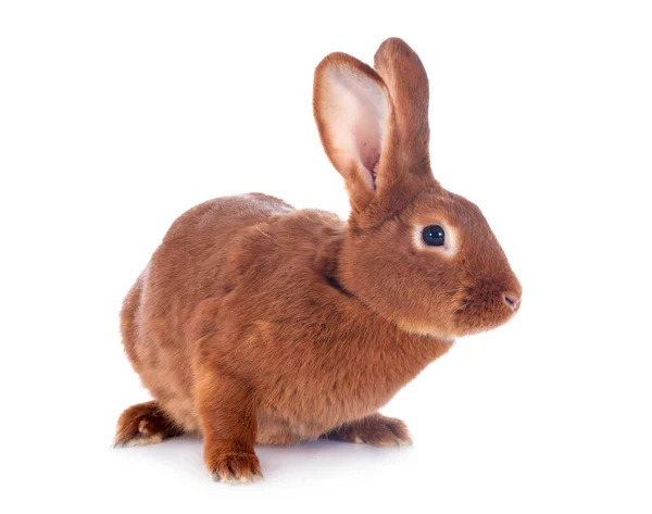 Kaninchen Fauve Bourgogne Vor Weißem Hintergrund — Stockfoto
