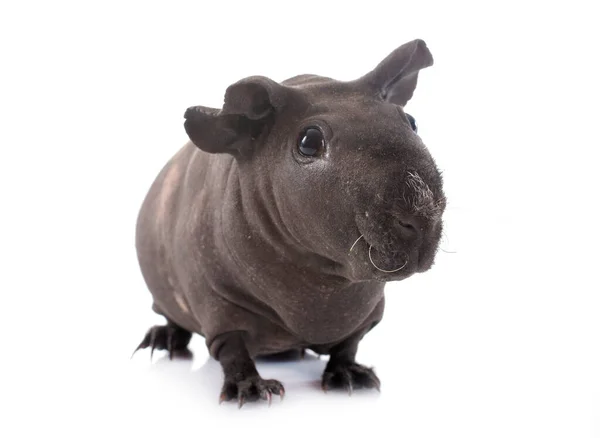 Hairless Guinea Pig Voor Witte Achtergrond — Stockfoto