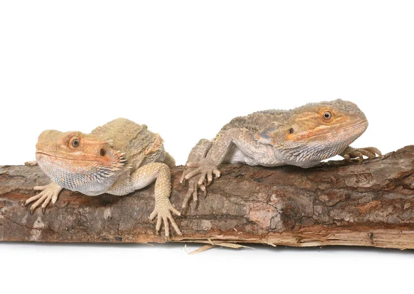 Bearded Dragons Front White Background — Stock Photo, Image