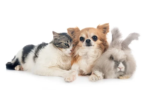 Rabit Γάτα Και Chihuahua Μπροστά Από Λευκό Φόντο — Φωτογραφία Αρχείου