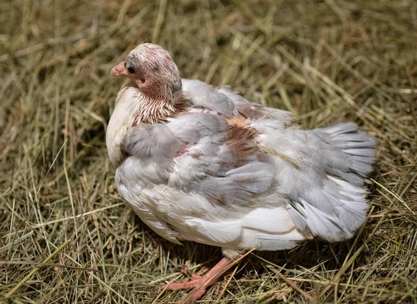 Joven Inglés Fantail Delante Fondo Blanco —  Fotos de Stock