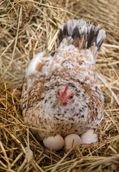 clutch and serama chicken on her nest