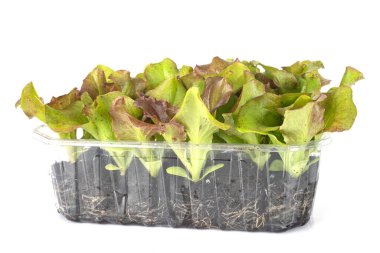 Beyaz arkaplan önünde marul filizleniyor