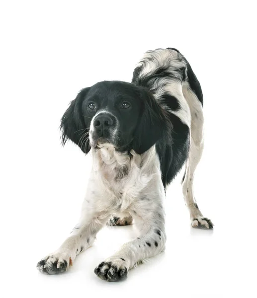 Pes Bretaně Před Bílým Pozadím — Stock fotografie