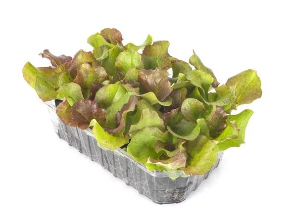 Lettuce Seedling Front White Background — Stock Photo, Image