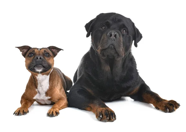 Staffordshire Bull Terrier Rottweiler Front White Background Stock Picture