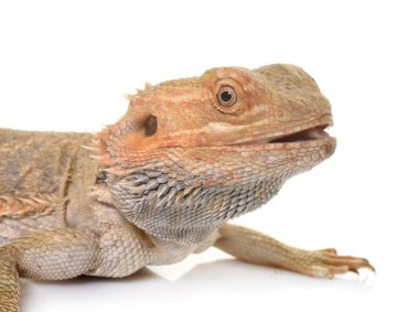 Beyaz arka planda sakallı ejderhalar