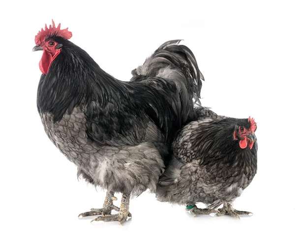 Orpington Κοτόπουλο Μπροστά Από Λευκό Φόντο — Φωτογραφία Αρχείου