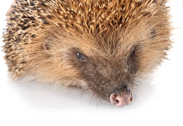 European Hedgehog Front White Background — Stock Photo, Image