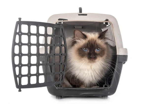 Birman Gatto Gabbia Davanti Sfondo Bianco — Foto Stock