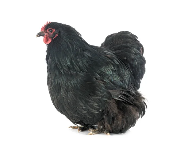 Orpington Kurczaka Przed Białym Tle — Zdjęcie stockowe