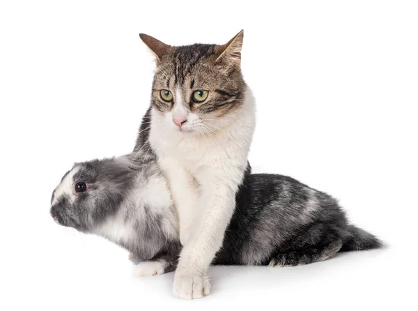 Zwergkaninchen Und Katze Vor Weißem Hintergrund — Stockfoto
