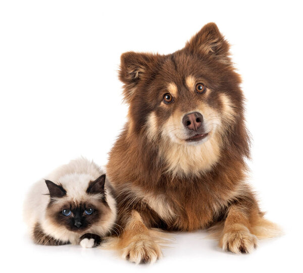 birman cat and lapikoira in front of white background