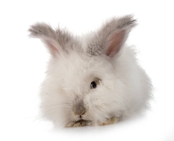 Inglês Angora Frente Fundo Branco — Fotografia de Stock