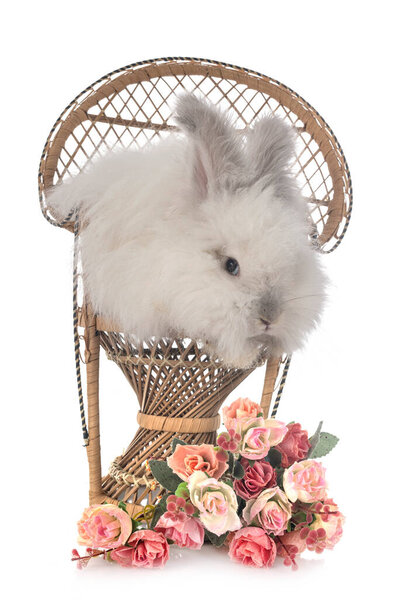 English Angora in front of white background