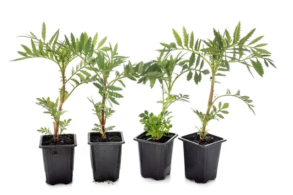 Tagetes Patula Frente Fundo Branco — Fotografia de Stock