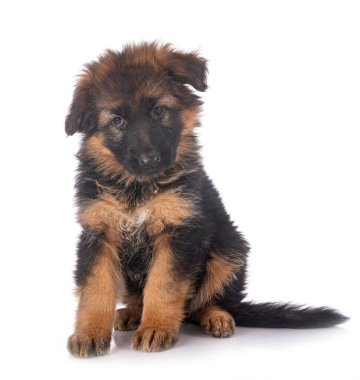 Beyaz arka planda köpek yavrusu Alman çoban köpeği.