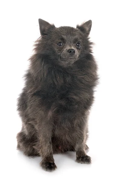 Młody Pomeranian Przed Białym Tle — Zdjęcie stockowe