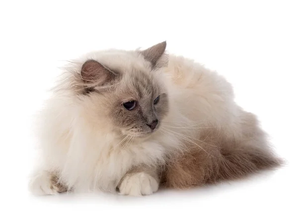 Birman Gatto Davanti Sfondo Bianco — Foto Stock