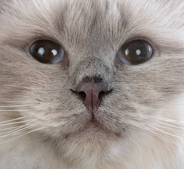 Birman Gatto Davanti Sfondo Bianco — Foto Stock