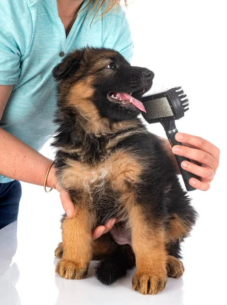 白い背景の前に子犬のドイツの羊飼い — ストック写真