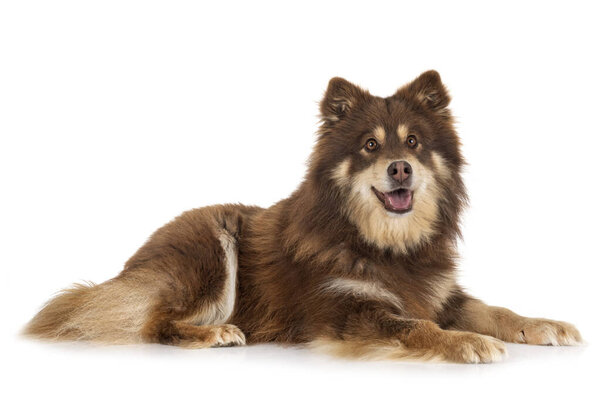 Finnish Lapphund in front of white background
