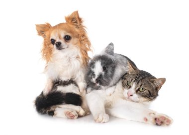 Beyaz arka planda cüce tavşan, chihuahua ve kedi