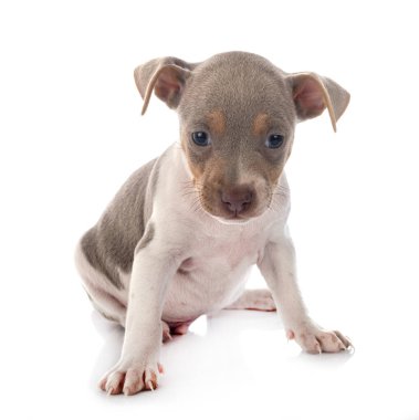 Beyaz arka planda köpek yavrusu Brezilya teriyeri