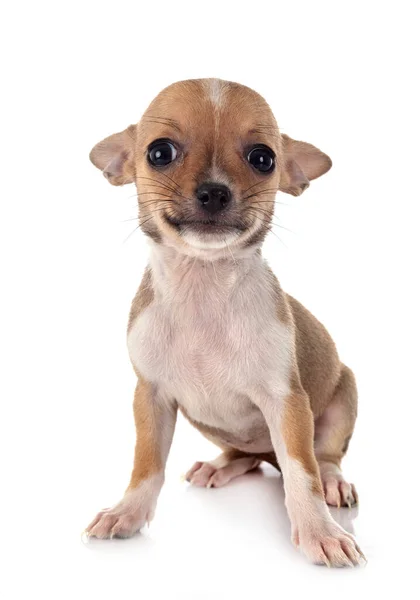 Liten Chihuahua Framför Vit Bakgrund — Stockfoto