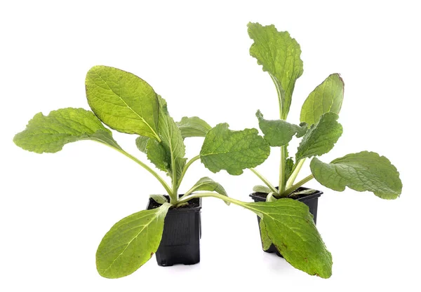 Borage Seedling Front White Background — Stock Photo, Image