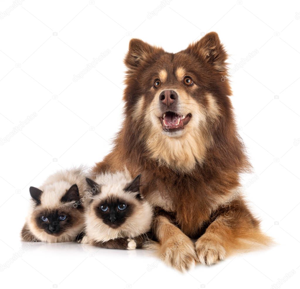 birman cat and lapikoira in front of white background