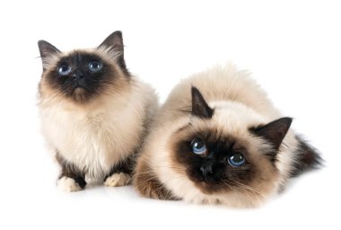 Birman Kedileri beyaz arkaplan önünde