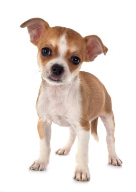 Beyaz arka planda küçük bir chihuahua