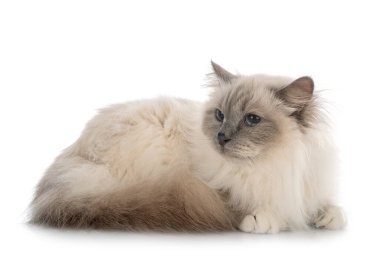 Birman Cat beyaz arkaplanının önünde