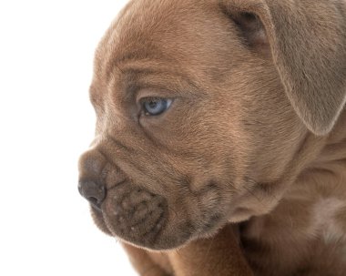 Beyaz arka planda köpek yavrusu İtalyan mastifi.
