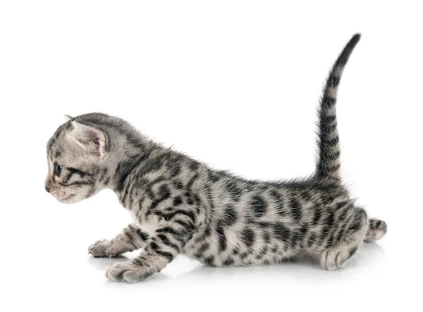 Bengal Katt Framför Vit Bakgrund — Stockfoto