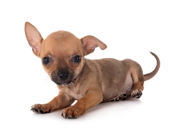 Kleine Chihuahua Voor Witte Achtergrond — Stockfoto