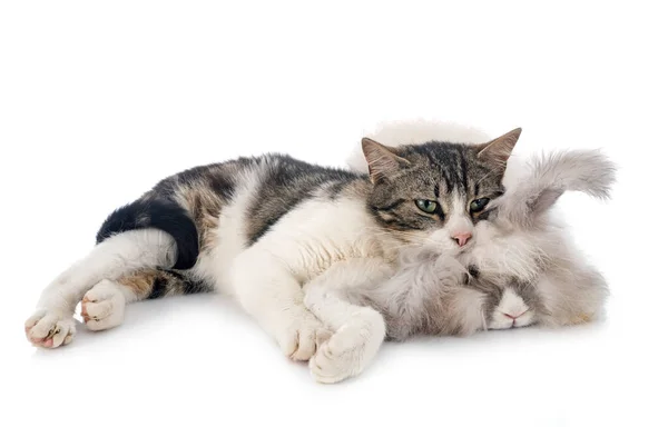 Αγγλικά Angora Και Γάτα Μπροστά Από Λευκό Φόντο — Φωτογραφία Αρχείου