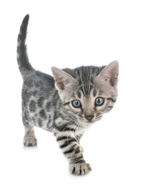 Bengal Cat Front White Background — Stock Photo, Image