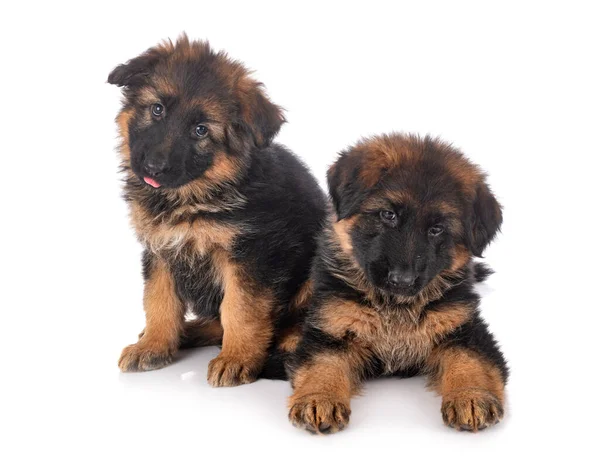 Köpek yavruları, beyaz arka planda Alman çoban köpeği.