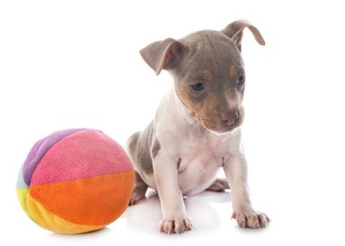 Beyaz arka planda köpek yavrusu Brezilya teriyeri