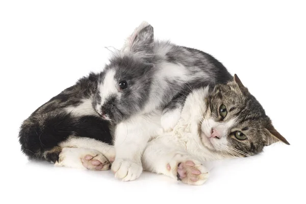 dwarf rabbit and cat in front of white background