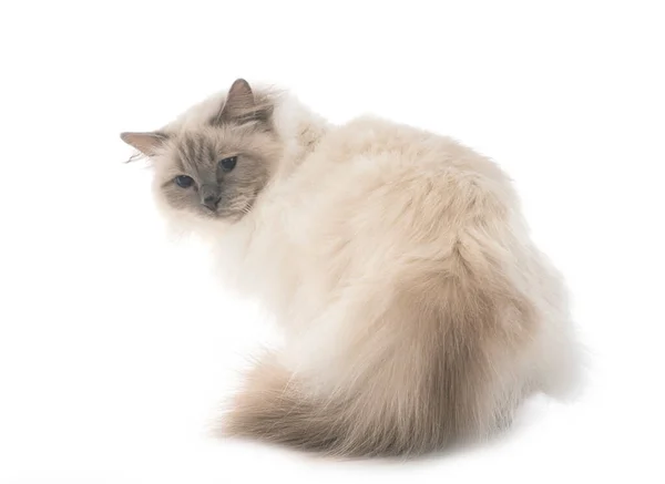 Бірманський Кіт Перед Білим Тлом — стокове фото
