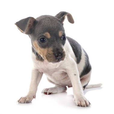 Beyaz arka planda köpek yavrusu Brezilya teriyeri