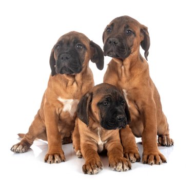 Köpek yavruları İtalyan mastifi beyaz arka planda