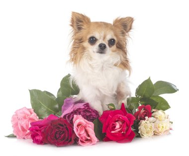 Beyaz arka planda küçük bir chihuahua