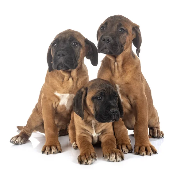 Valpar Italienska Mastiff Framför Vit Bakgrund — Stockfoto