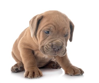 Beyaz arka planda köpek yavrusu İtalyan mastifi.