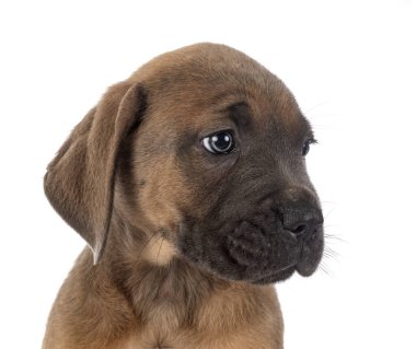 Beyaz arka planda köpek yavrusu İtalyan mastifi.
