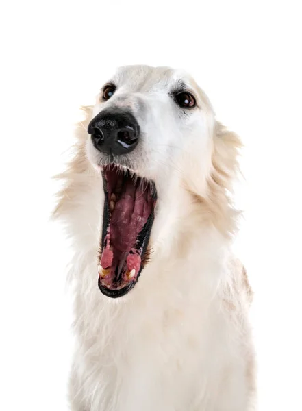 White Borzoi Front White Background — Stock Photo, Image